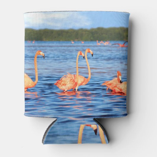 Roze flamingo's: Celestun Park. Blikjeskoeler (Voorkant)