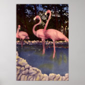 Roze Flamingos, Florida Poster (Voorkant)