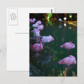 Roze Flamingo's Fotokaart Briefkaart (Voorkant / Achterkant)