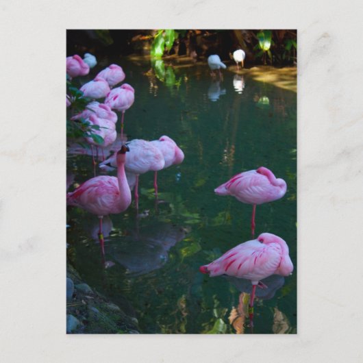 Roze Flamingo's Fotokaart Briefkaart (Voorkant)