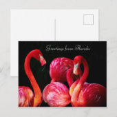 Roze Flamingo's Greetings uit Florida, Feestdagenkaart (Voorkant / Achterkant)