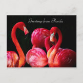 Roze Flamingo's Greetings uit Florida, Feestdagenkaart (Voorkant)
