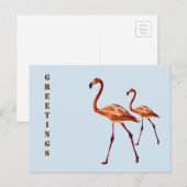 Roze Flamingos Groeten Briefkaart (Voorkant / Achterkant)