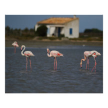 Roze flamingo's in Camargue