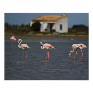 Roze flamingo's in Camargue Perfect Poster