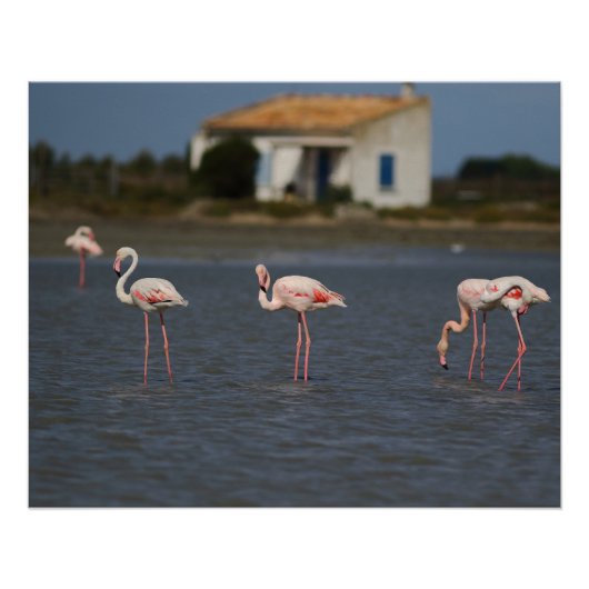 Roze flamingo's in Camargue Perfect Poster (Voorkant)