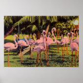 Roze Flamingos in Florida Poster (Voorkant)