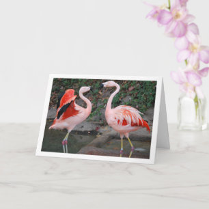 Roze Flamingo's Kaart
