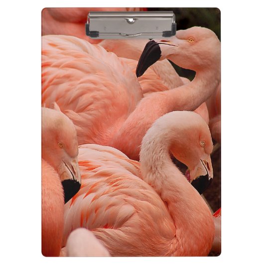 Roze flamingos klembord (Voorkant)