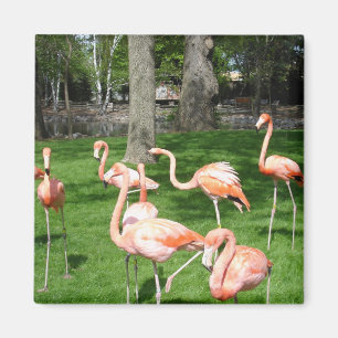 Roze Flamingo's Magneet