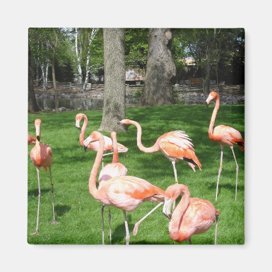 Roze Flamingo's Magneet (Voorkant)