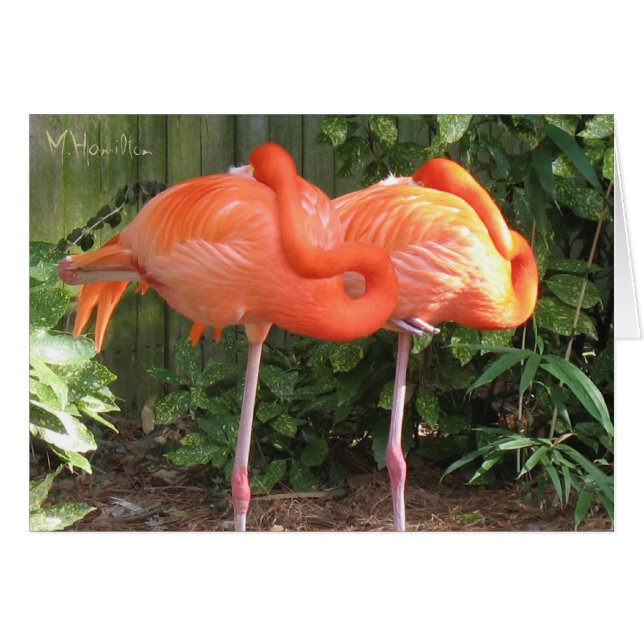 Roze Flamingo's Notitiekaarten (Voorkant Horizontaal)