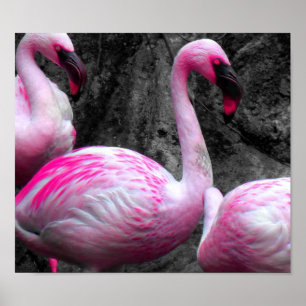 ~Roze Flamingos~ PINK FLAMINGOS, AANGEPAST HET! Poster