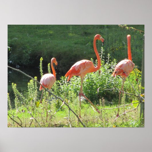Roze Flamingo's Poster (Voorkant)