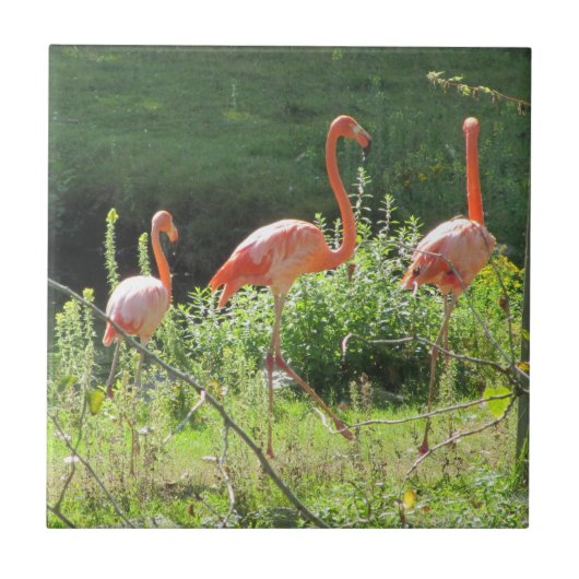 Roze Flamingo's Tegeltje (Voorkant)