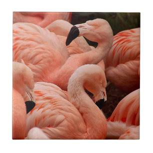 Roze flamingos tegeltje