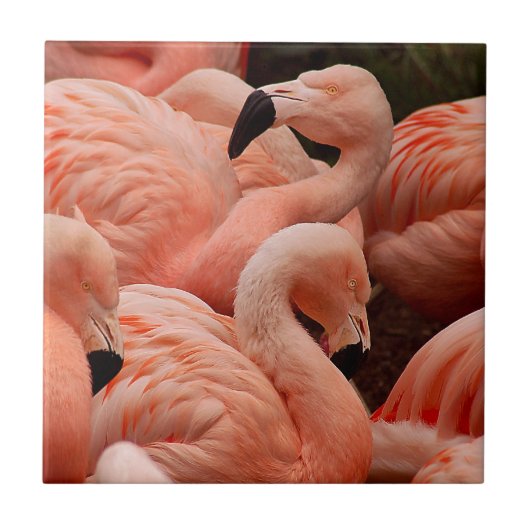 Roze flamingos tegeltje (Voorkant)