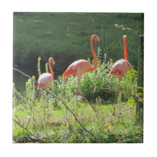 Roze Flamingo's Tegeltje