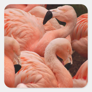 Roze flamingos vierkante sticker