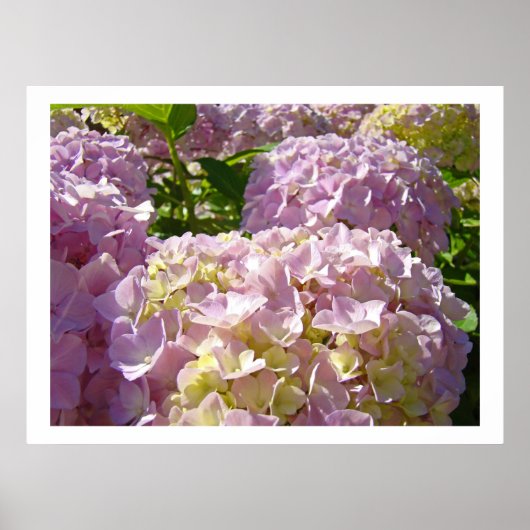 Roze Flora Hydrangea Bloemen kunstprints Poster (Voorkant)