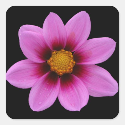 Roze Floral Art Vierkante Sticker (Voorkant)