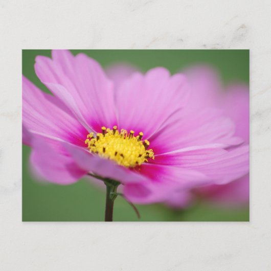 Roze Floral Briefkaart (Voorkant)