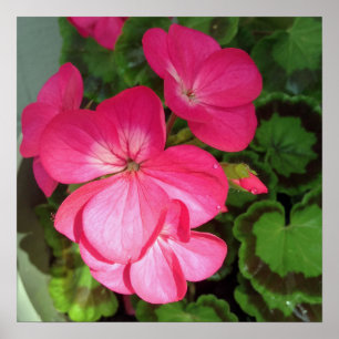 Roze Floral fotografie Poster