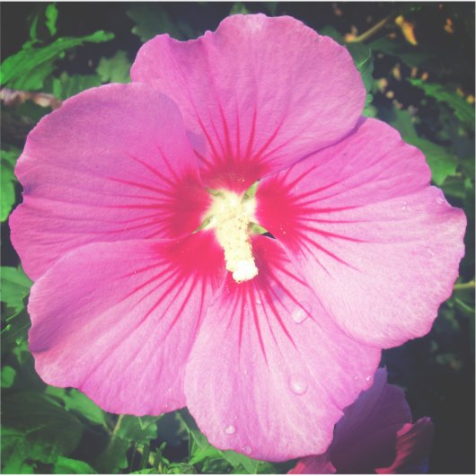 Roze Floral fotografie Sticker (Voorkant)