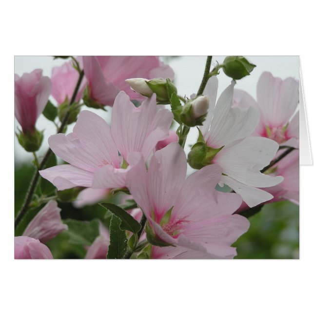 Roze Flowers Impatiens Familie (Voorkant Horizontaal)