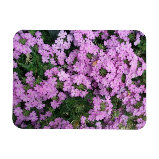 Roze Flowers magnet Magneet (Horizontaal)