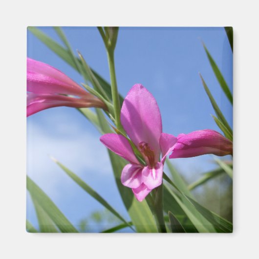 Roze Flowers Scene Magnet (Voorkant)