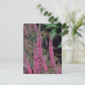 Roze Forma, bloemen (Veronica Longifolia) Briefkaart (Staand voorkant)