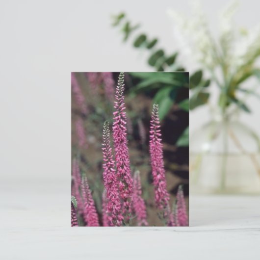 Roze Forma, bloemen (Veronica Longifolia) Briefkaart (Staand voorkant)
