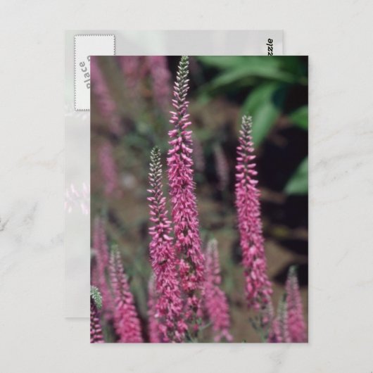 Roze Forma, bloemen (Veronica Longifolia) Briefkaart (Voorkant / Achterkant)