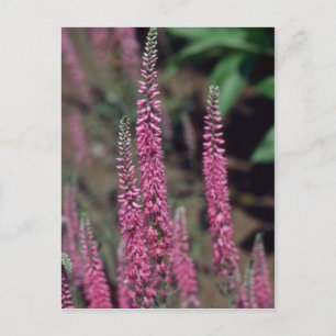 Roze Forma, bloemen (Veronica Longifolia) Briefkaart