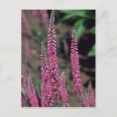 Roze Forma, bloemen (Veronica Longifolia) Briefkaart (Voorkant)