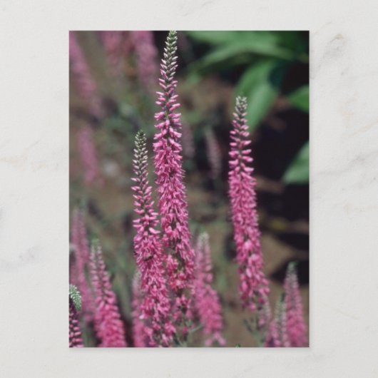 Roze Forma, bloemen (Veronica Longifolia) Briefkaart (Voorkant)