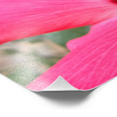 Roze foto van Hibiscus Afdruk (Hoek)