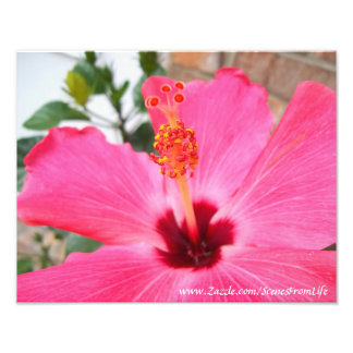 Roze foto van Hibiscus Foto Afdruk