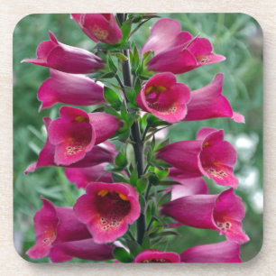 Roze foxglove bloemen bier onderzetter