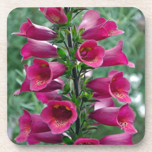 Roze foxglove bloemen bier onderzetter (Voorkant)