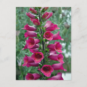 Roze foxglove bloemen briefkaart