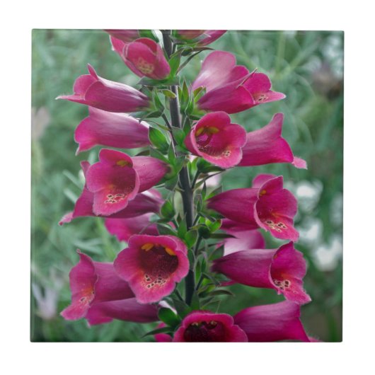 Roze foxglove bloemen tegeltje (Voorkant)