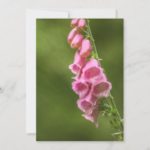 Roze foxglove Natuur Foto Kaart