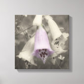 Roze foxglove-ventilator zwart-wit, partiële kleur canvas afdruk (Voorkant)