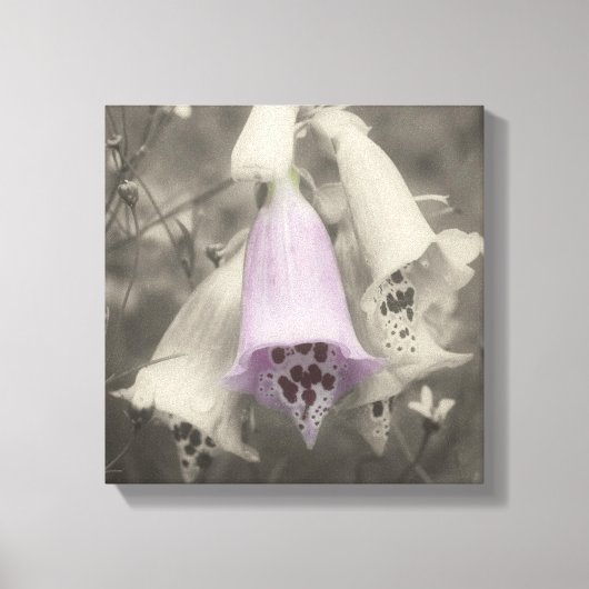 Roze foxglove-ventilator zwart-wit, partiële kleur canvas afdruk (Voorkant)