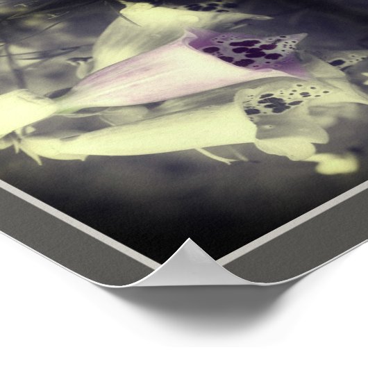 Roze foxglove zwart-wit Abstract Poster (Hoek)