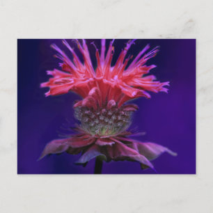 Roze Frambozenwijn Monarda Bloem op Paars Briefkaart