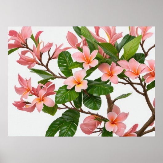 Roze Frangipani Bloem Poster (Voorkant)