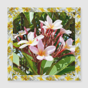 Roze Frangipani-boom met gele Frangipani-rand,